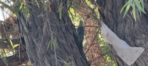 Golden-fronted Woodpecker