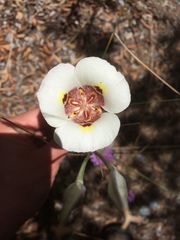 Calochortus superbus