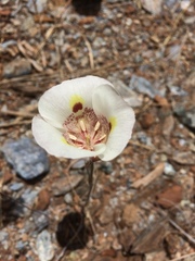 Calochortus superbus