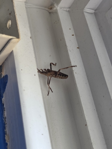Western Conifer Seed Bug