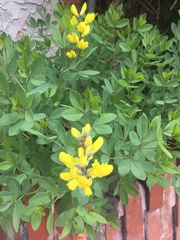 Baptisia sphaerocarpa