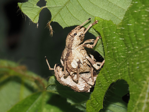 Episomus chinensis