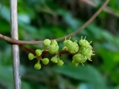 Ampelocissus robinsonii