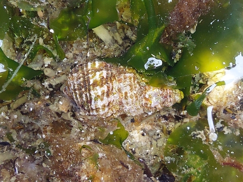 Nassarius mendicus observed 2026-10-08