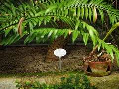 Cycas rumphii