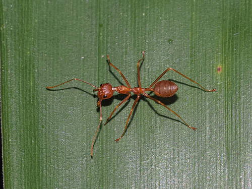 Asian Weaver Ant