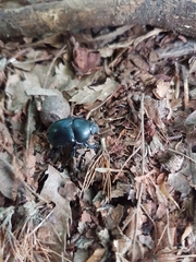 Trypocopris vernalis