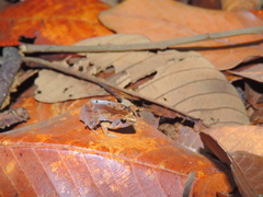Microhyla achatina