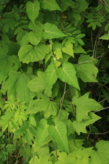 Dioscorea nipponica