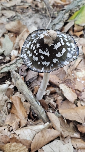 Magpie Inkcap