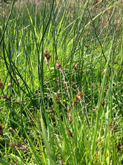 Carex subbracteata