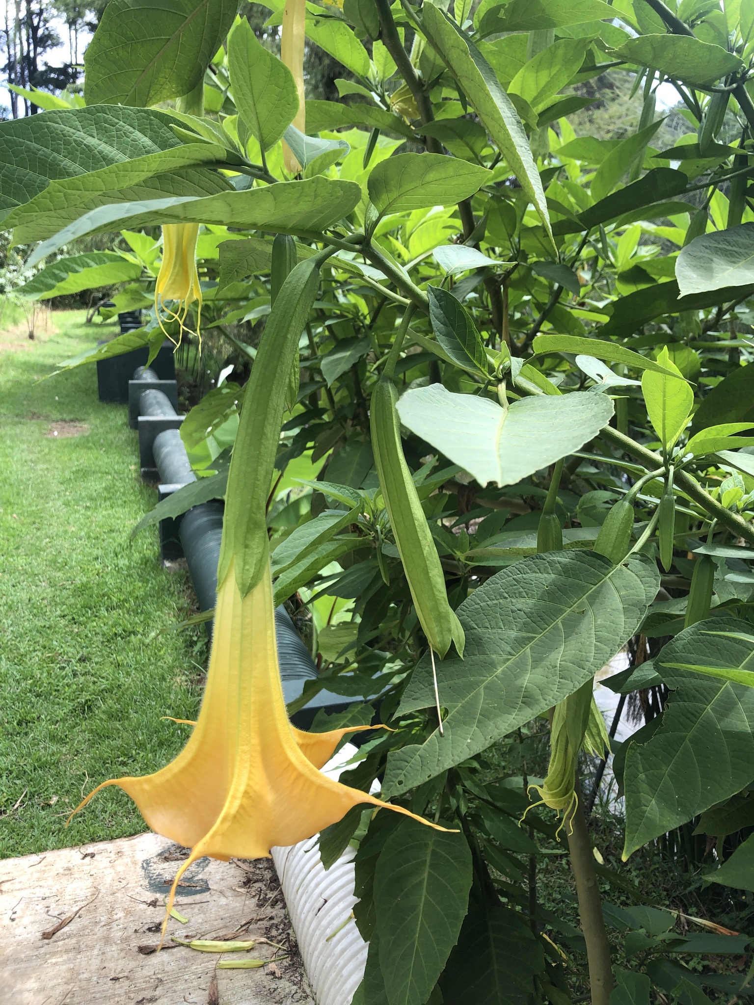 Arborescent Angel's-Tears (Brugmansia versicolor)