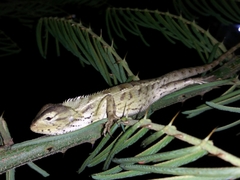 Calotes versicolor