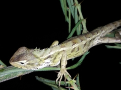 Calotes versicolor