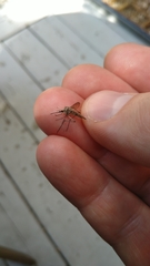 Ochlerotatus