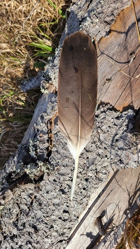 Plume de Pygargue à queue blanche