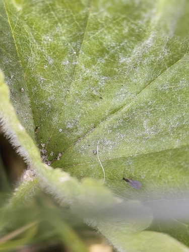 Sphaerotheca castagnei, 2026-10-08