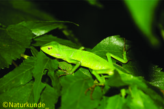 Bronchocela