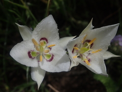 Calochortus lyallii