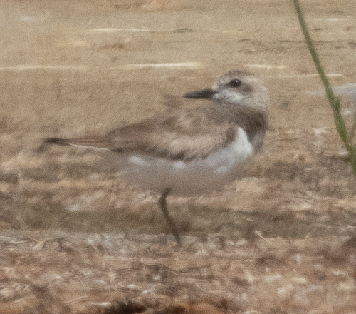 iNaturalist image