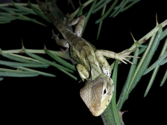 Calotes versicolor