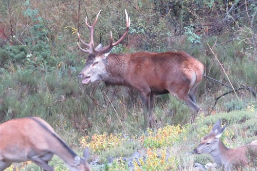 Red Deer
