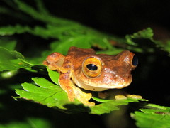 Rhacophorus margaritifer