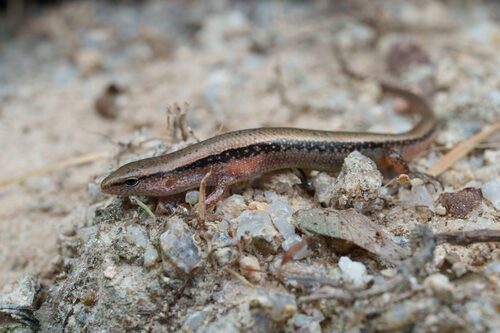 Scincella reevesii observed 2026-09-19