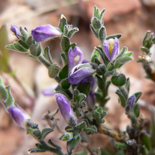 Hebecarpa macradenia