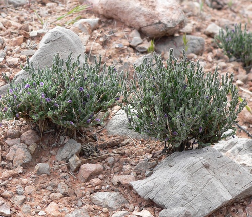 Hebecarpa macradenia