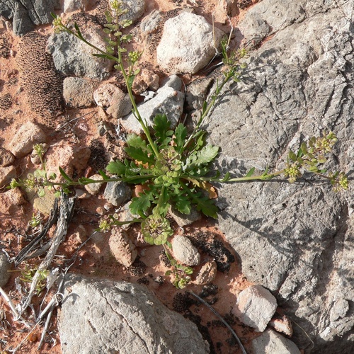 Lepidium lasiocarpum lasiocarpum