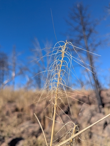 Elymus elymoides observed 2026-10-06