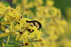 Methona themisto