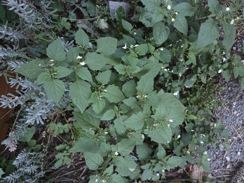 black nightshade