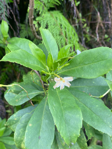 Scaevola gaudichaudiana observed 2026-09-18