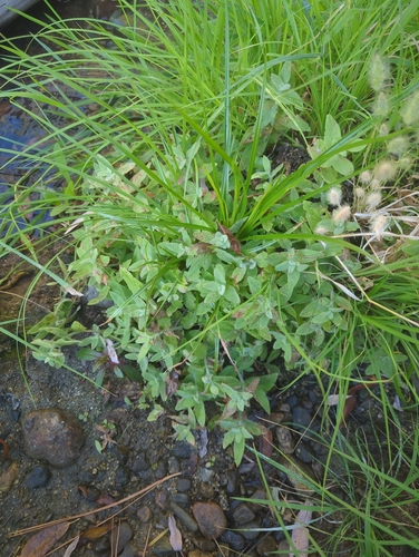 Erythranthe moschata observed 2026-10-08
