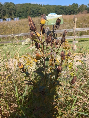 Great St. John's Wort