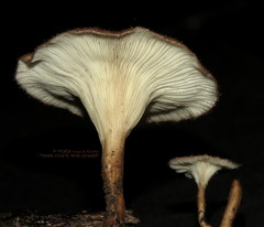 Panus strigellus