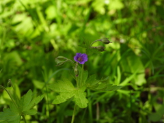 Geranium sylvaticum