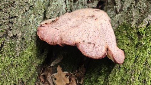Beefsteak Polypore