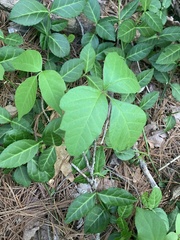 Toxicodendron radicans