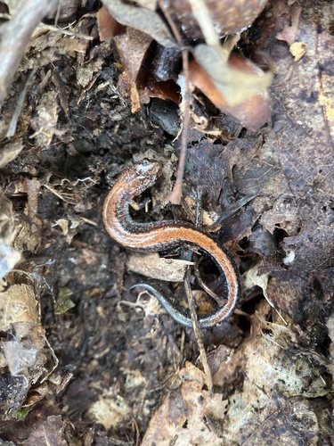 Eastern Red-backed Salamander