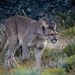South American Mountain Lion - Photo (c) heikkih, some rights reserved (CC BY-NC), uploaded by heikkih