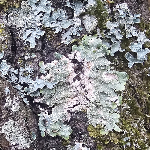 Powdered Speckled Shield Lichen
