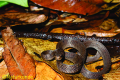 Pareas carinatus