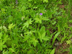 Geranium sylvaticum