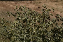 Cirsium fontinale obispoense