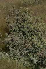 Cirsium fontinale obispoense