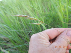 Helictotrichon desertorum