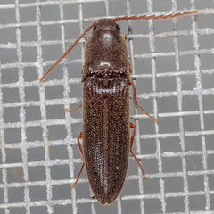 Megapenthes insignis